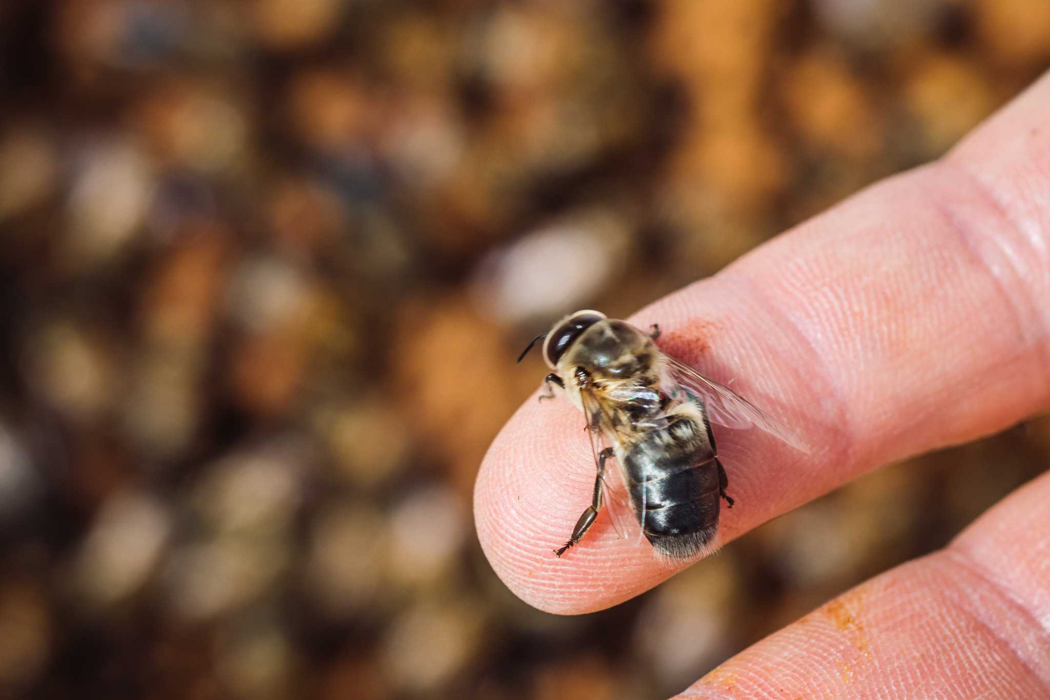 Ape su mano di contini apicoltore 3Bee della biodiversità