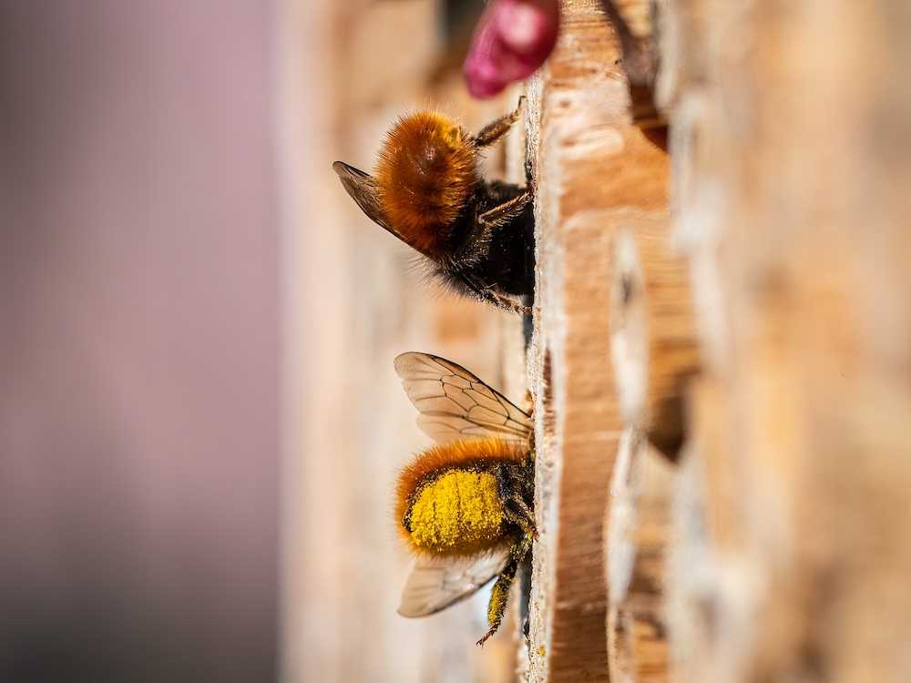 2 Osmie 3Bee e la loro casetta per api solitarie